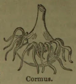 A botanical diagram of a corm with a short upright stem and numerous roots extending from its base.