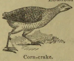 An illustration of a corn-crake walking through grass.