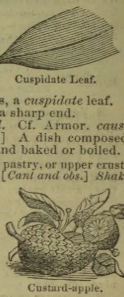 An engraved illustration of a custard apple cut open to show its segmented flesh, with leaves and a whole fruit beside it.