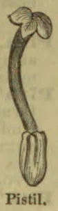 An illustration of a flower pistil.