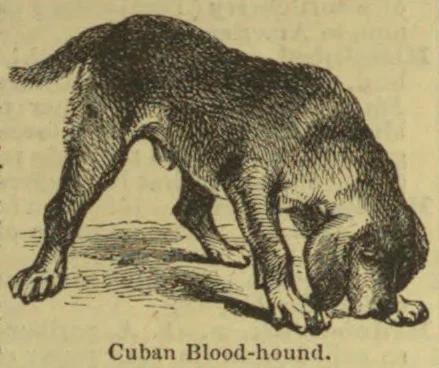 An engraving of a Cuban bloodhound sniffing the ground.