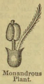 A botanical illustration of a monandrous plant, with a cup-shaped flower and a long leafy stem.