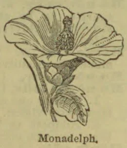A botanical illustration of a flowering plant with a broad, open blossom and leaves.