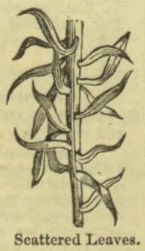 A botanical illustration of a stem bearing leaves that are scattered along its length.