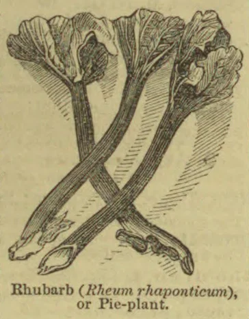 An engraving of a rhubarb plant with broad leaves and exposed roots.