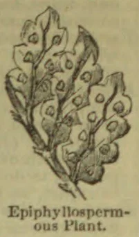 A botanical illustration of a leafy plant with seed-like structures along its leaves.