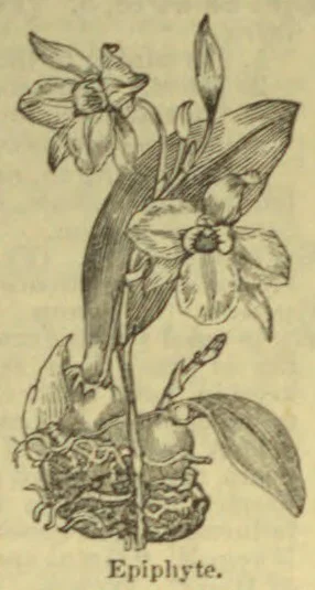 An epiphytic flowering plant with exposed roots is shown growing on a branch.