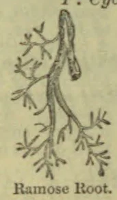 A botanical illustration of a branching, ramose root.