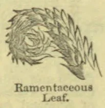 A single feather-shaped, finely divided ramentaceous leaf.