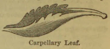 A botanical illustration of a carpellary leaf.