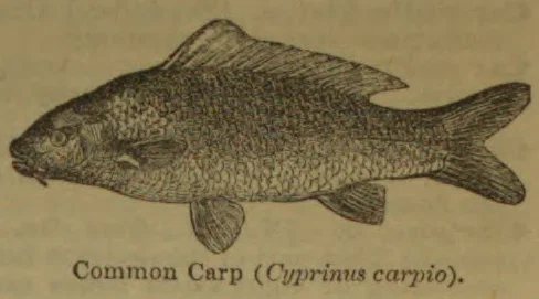 An illustration of a common carp.