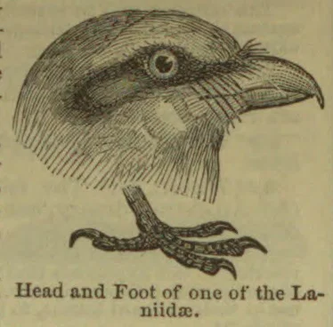 An engraved illustration of a bird’s head with a hooked beak and its foot.