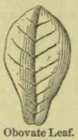 A botanical drawing of an obovate leaf with a prominent midrib and branching veins.