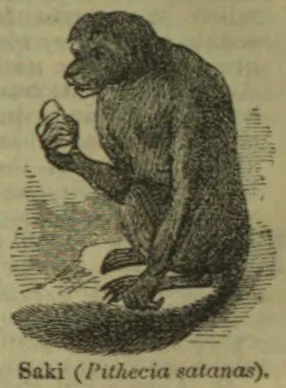 An engraving of a long-tailed monkey seated with one hand raised.