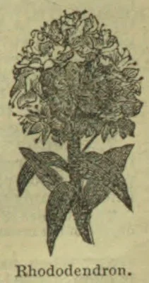 An engraved illustration of a flowering rhododendron plant.