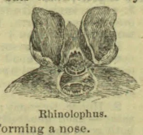A drawing of a horseshoe bat, showing its large leaf-like nose structures.