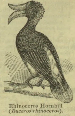 An engraving of a rhinoceros hornbill perched on a branch.