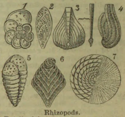The illustration shows seven numbered drawings of rhizopods in varied shapes and patterns.