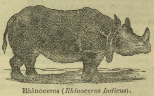 An illustration of a rhinoceros standing in profile.