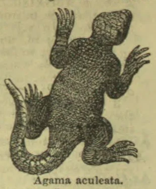 An agama lizard is shown with its limbs raised and its long tail curled around its body.