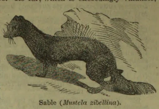 An illustration of a sable standing on a branch.