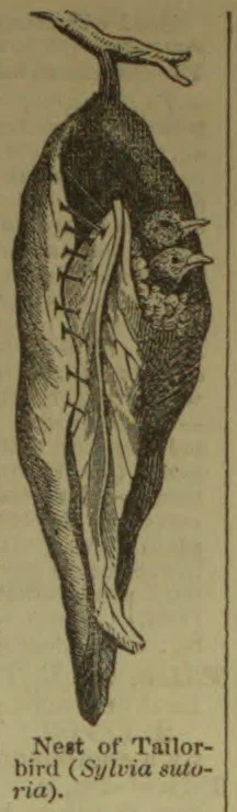 An illustration of a tailorbird beside its nest, made by stitching leaves together.