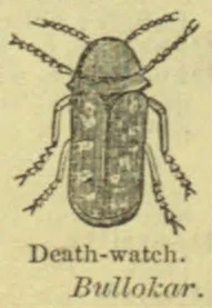 An illustration of a beetle viewed from above.