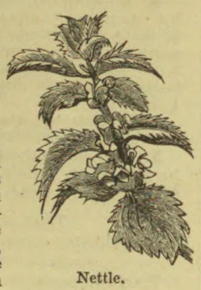 A botanical illustration of a nettle plant with serrated leaves and clustered flowers.