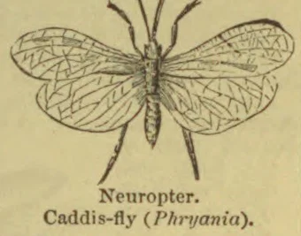 A drawing of a caddis-fly with its wings spread, showing the veined pattern on its wings.