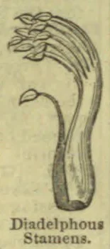 A botanical diagram showing stamens united into two groups, with one stamen separated from the others.