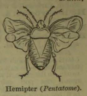 A winged insect is shown from above, with its legs and antennae visible.