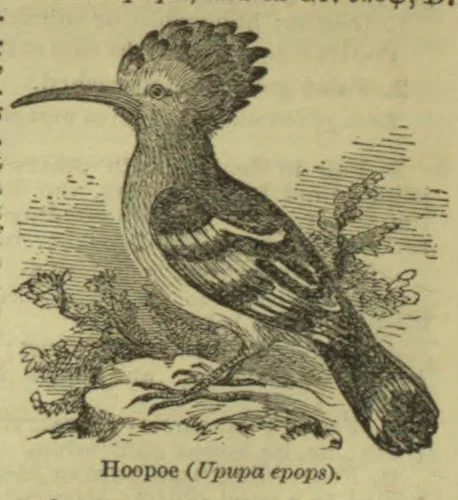 An engraving of a hoopoe perched on a branch.