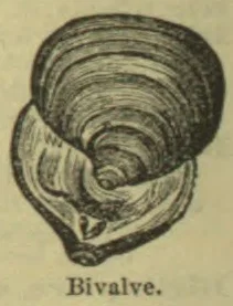 An open bivalve shell is shown with its ridged upper valve and lower valve.