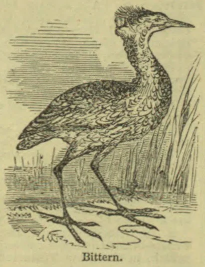 An illustration of a bittern standing in shallow water among reeds.