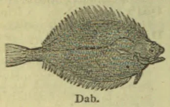 An engraved illustration of a dab, a flat-bodied fish.