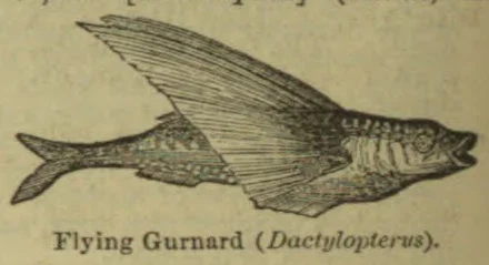 A flying gurnard with large, outstretched wing-like fins.