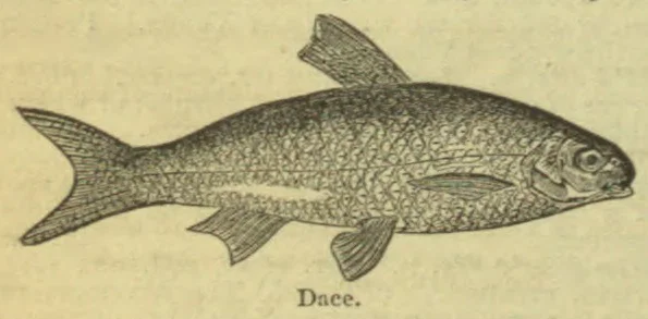 An illustration of a dace fish.
