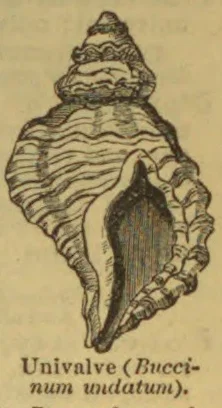 An illustration of a univalve seashell with a long, narrow opening.