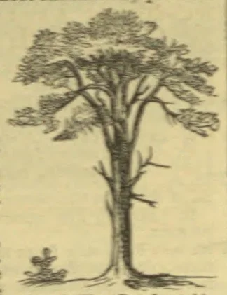An engraving of a tall, broad-canopied tree with exposed roots and a small plant beside its base.
