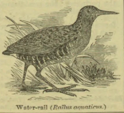 An engraving of a water-rail standing among reeds and marsh grasses.