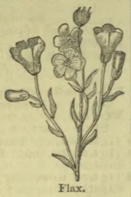 A botanical illustration of a flax plant with slender stems, leaves, and flowers.