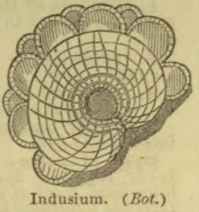 A botanical illustration of a fern indusium, showing a rounded, netted structure surrounded by scalloped lobes.