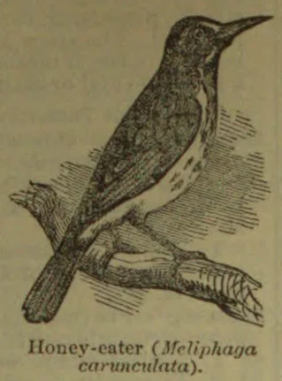 An illustration of a honey-eater perched on a branch.