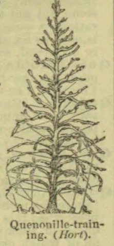 A tall plant with branches trained into a narrow, upright form.