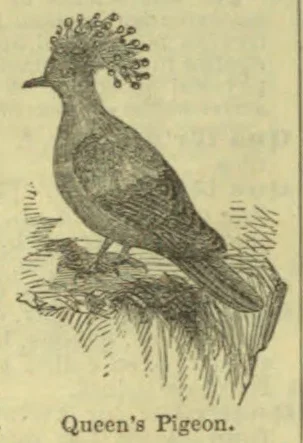 An engraved illustration of a crested pigeon perched on a branch.