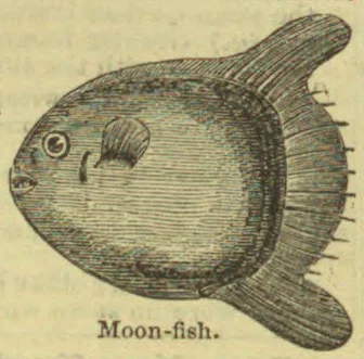 An engraved illustration of a moonfish, shown with its distinctive rounded body and tall fins.