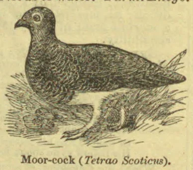 An illustration of a moor-cock standing in grass.