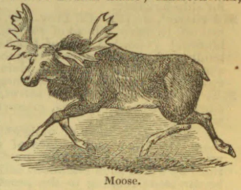 An illustration of a moose running.