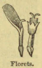 Two botanical drawings of florets, one elongated and one cup-shaped.