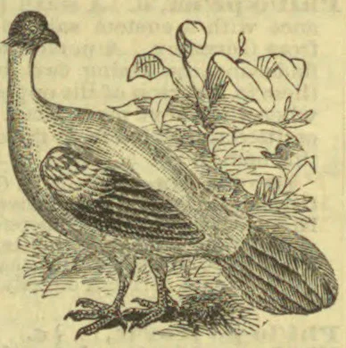 An illustrated crested bird stands among leafy plants, with a long neck and large, patterned tail feathers.